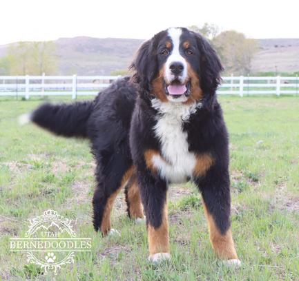 Bernesemountaindog