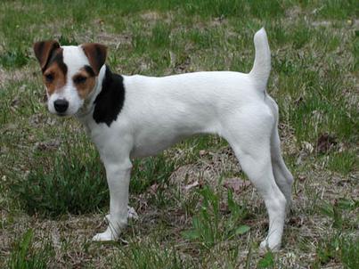 Venery Jack Russell Terriers