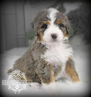 21+ Merle Tri Color Bernedoodle