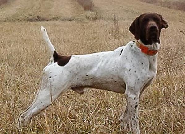 Wildrose best sale german shorthairs