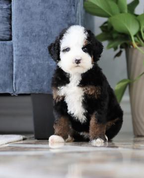 Trainedpuppy