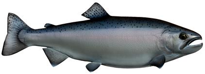 lake ontario coho salmon