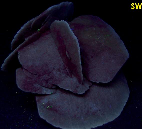 fluorescent SELENITE GYPSUM – Laguna Guzman (Lago Guzman), Rancho Salias Terrazas, Mun. de Villa Ahumada, Chihuahua, Mexico