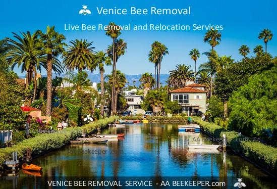 Venice Bee Removal