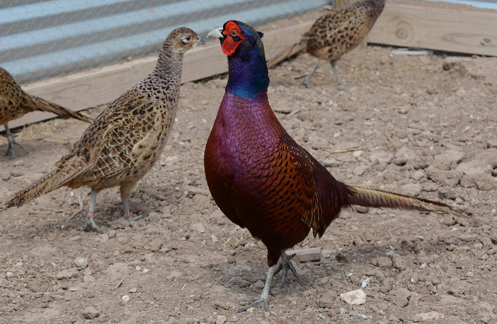 ringneck pheasant pair