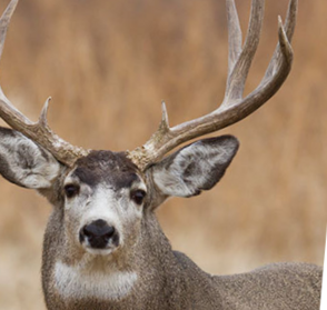 Mule Deer