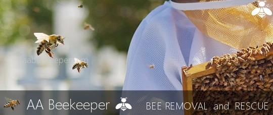 Costa Mesa Bee Removal - Beekeeper