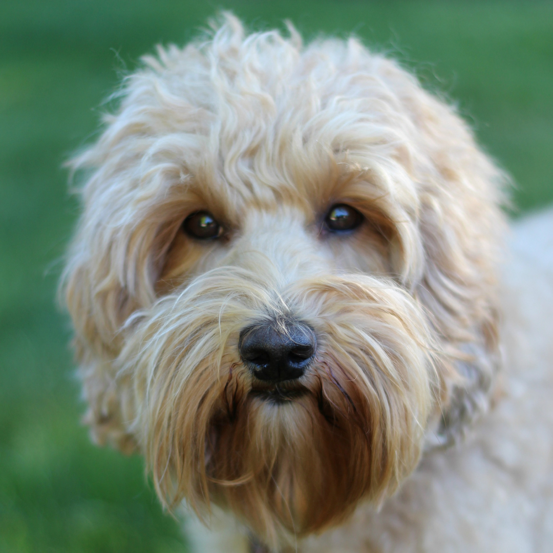 Australian best sale labradoodle oregon