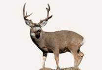 Hunting Mule Deer British Columbia