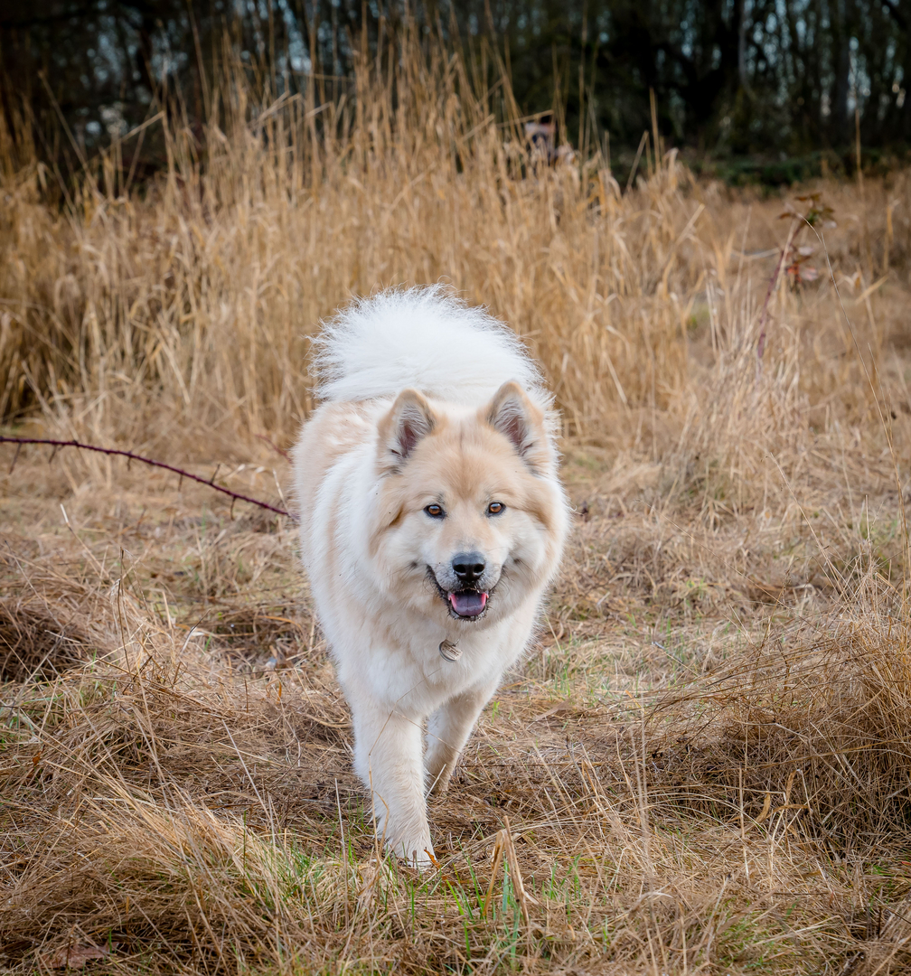 Eurasier puppies hot sale for sale