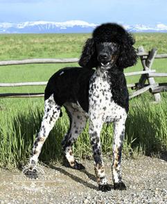 tricolor Poodle