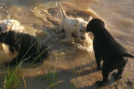 retriever puppy training