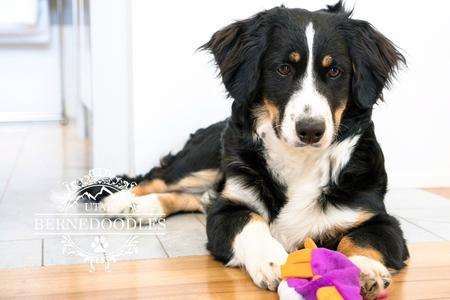 Bernedoodle with Bernese Mountain Dog coat