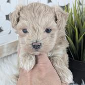 Onna maltipoo male Om2