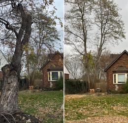 dead and rotten tree removal and stump grinding