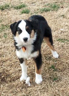 AKC Miniature American Shepherds puppies