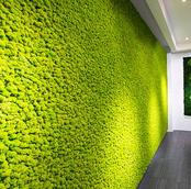 Moss Wall UAE