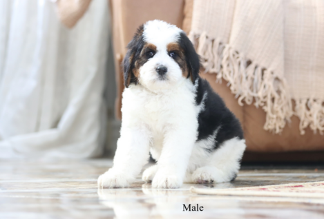 Trained dog for sale