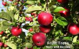 Fruit Trees