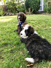 brindle bernedoodle puppies