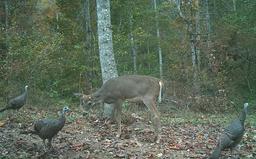 Kentucky turkey hunting