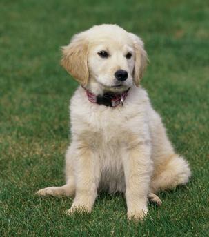 Cute golden retriever puppy