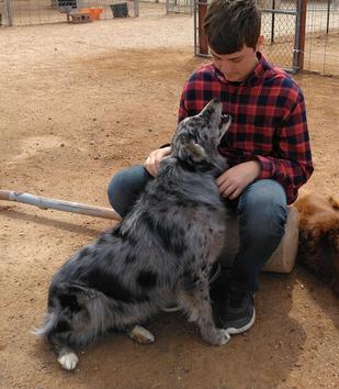 Blue merle Aussie
