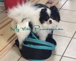Black Female Pomeranian-My Star Pomeranians