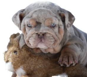 lilac fawn olde english bulldogge puppy, english bulldog puppy