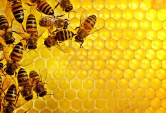 Honey Bees on a honey comb