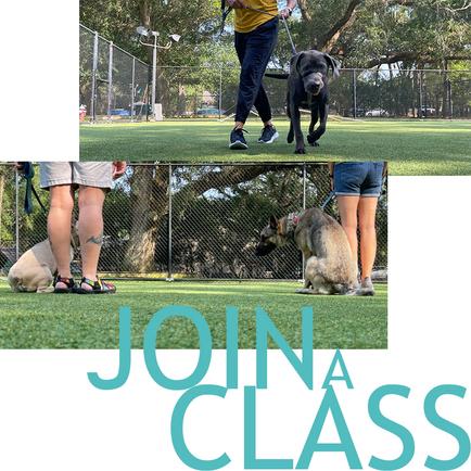 Dog Training Class