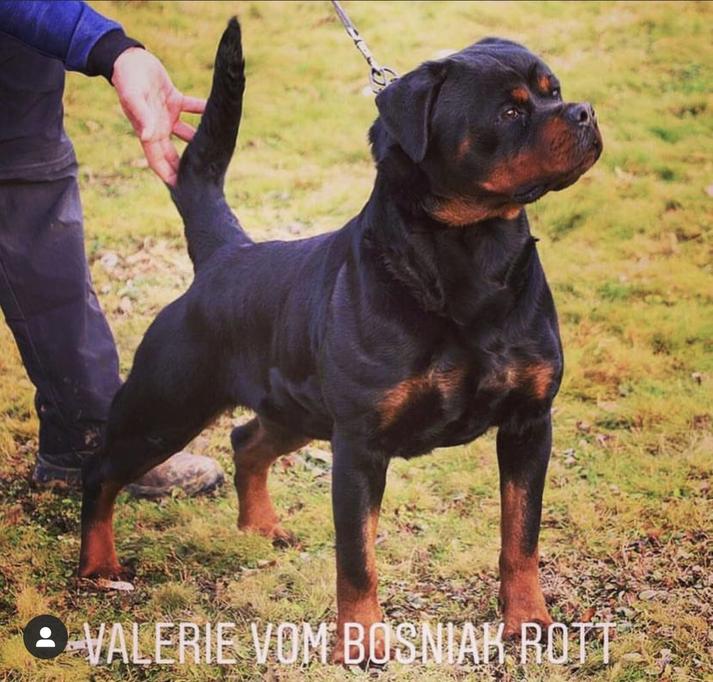 Valerie Vom Bosniak Rott