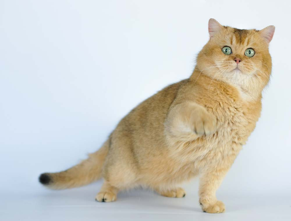 British Shorthair Longhair Cats Kittens