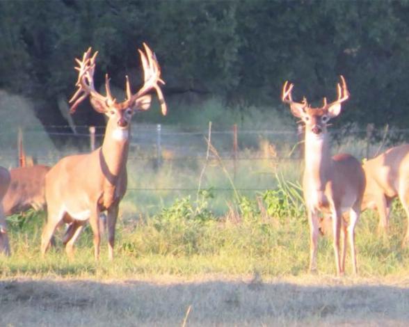 Deer Hunting in Texas
