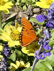 Butterfly Garden Flowers at EDC Chamber Garden on Main Street Placerville California
