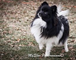 My Star Pomeranians Girls
