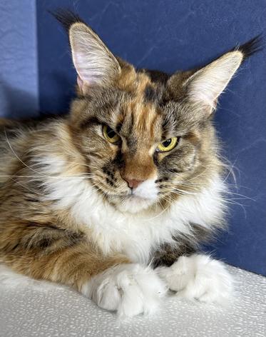 Maine Coon Kittens