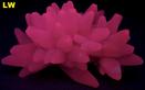 Fluorescent Calcite Iraí Rio Grande do Sul Brazil