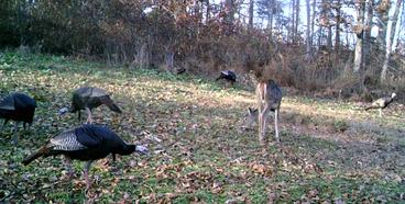 kentucky turkey hunting