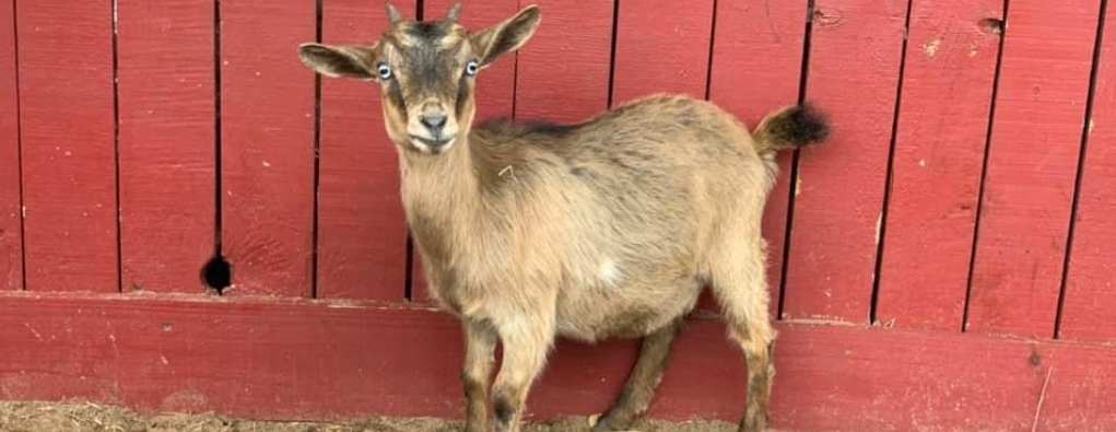 mobile petting zoo ocala fl