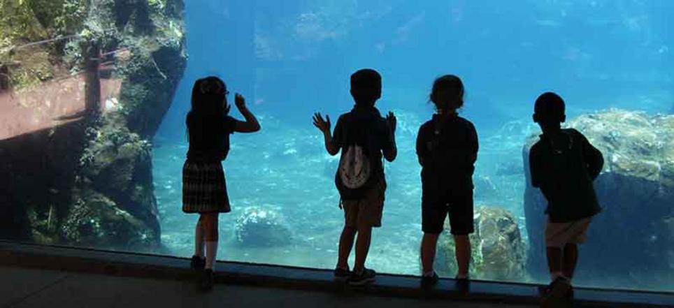 Aquarium Field Trip for Catholic Christian School in Hanford