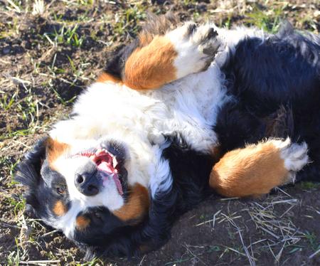 Natalie-Bernese-Mountain-Dog