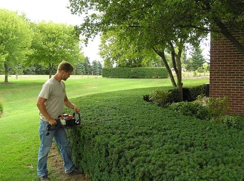 BEST SHRUB AND HEDGE TRIMMING SERVICES LAS VEGAS NV
