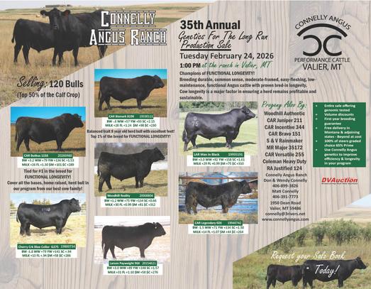 2026 Connelly Angus Bull Sale Video's