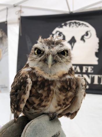 PO, Burrowing Owl