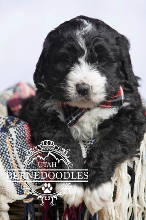 Black and White Bernedoodle Puppies