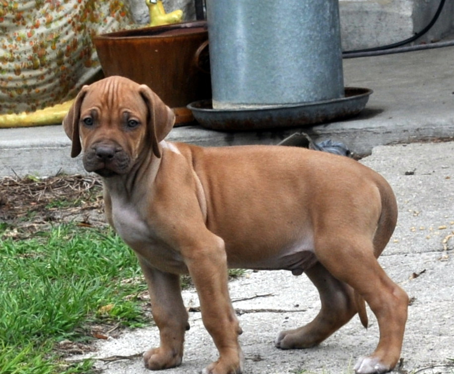 Akc rhodesian ridgeback clearance puppies for sale