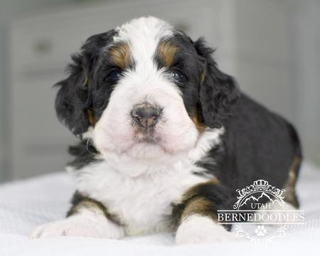 Flashy-Tricolor-Mini-Bernedoodle