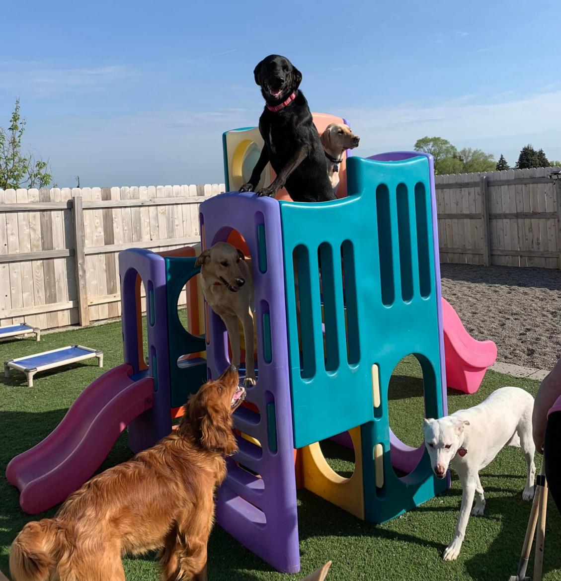 Unreal Doggy Daycare Slide!!!, Doggie Daycare