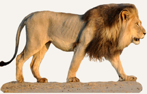 Hunting Lion Namibia